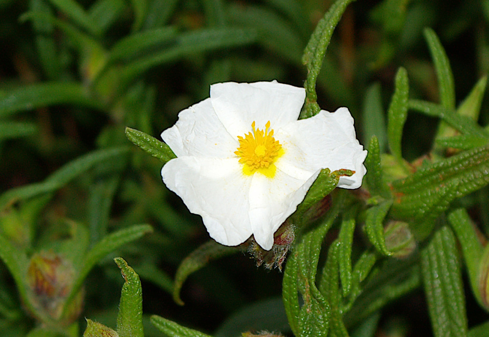 Cistus monspeliensis / Cisto di Montpellier